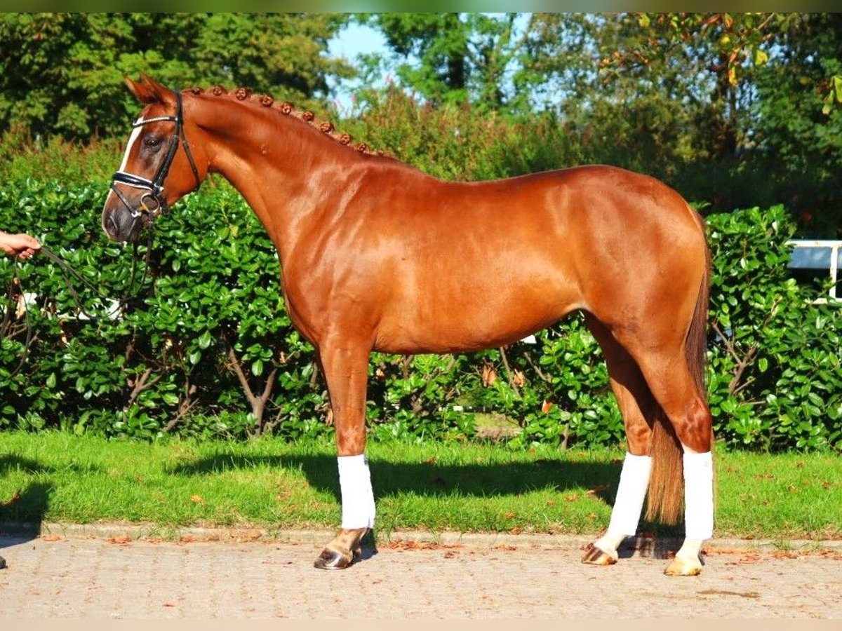 Hannoveriano Yegua 5 años 166 cm Alazán in Selsingen