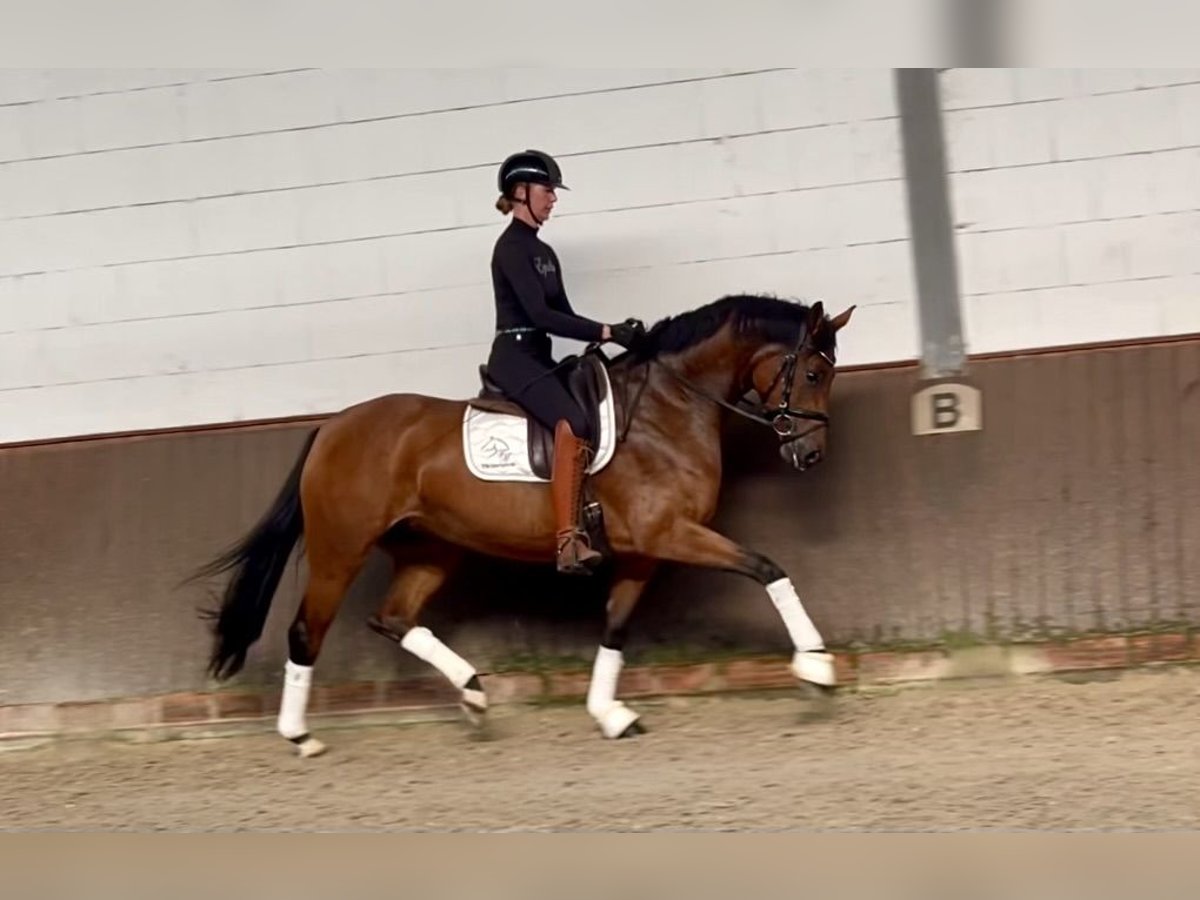 Hannoveriano Yegua 5 años 166 cm Castaño in Lohne (Oldenburg)