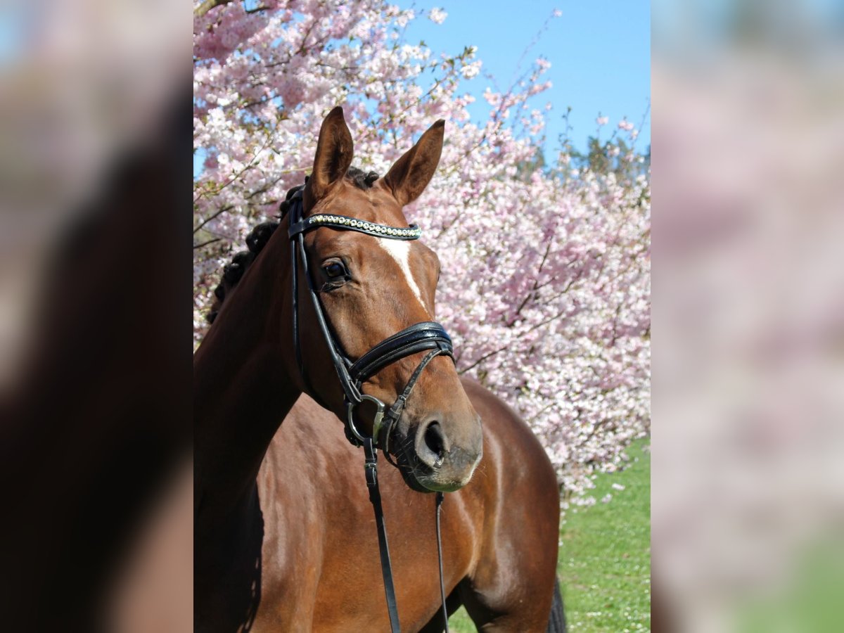 Hannoveriano Yegua 5 años 168 cm Alazán-tostado in N&#xF6;rten-Hardenberg