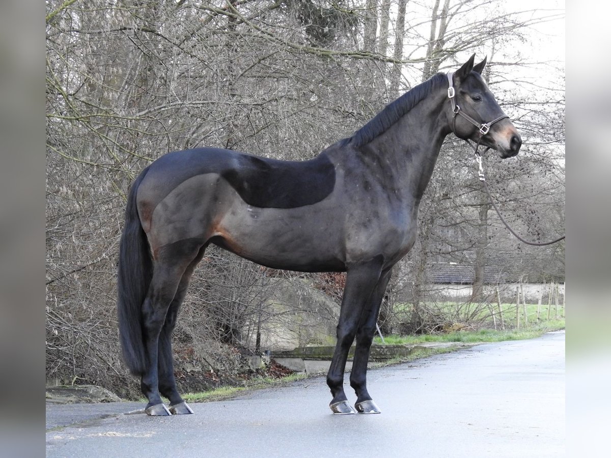 Hannoveriano Yegua 5 años 168 cm Castaño oscuro in Verl