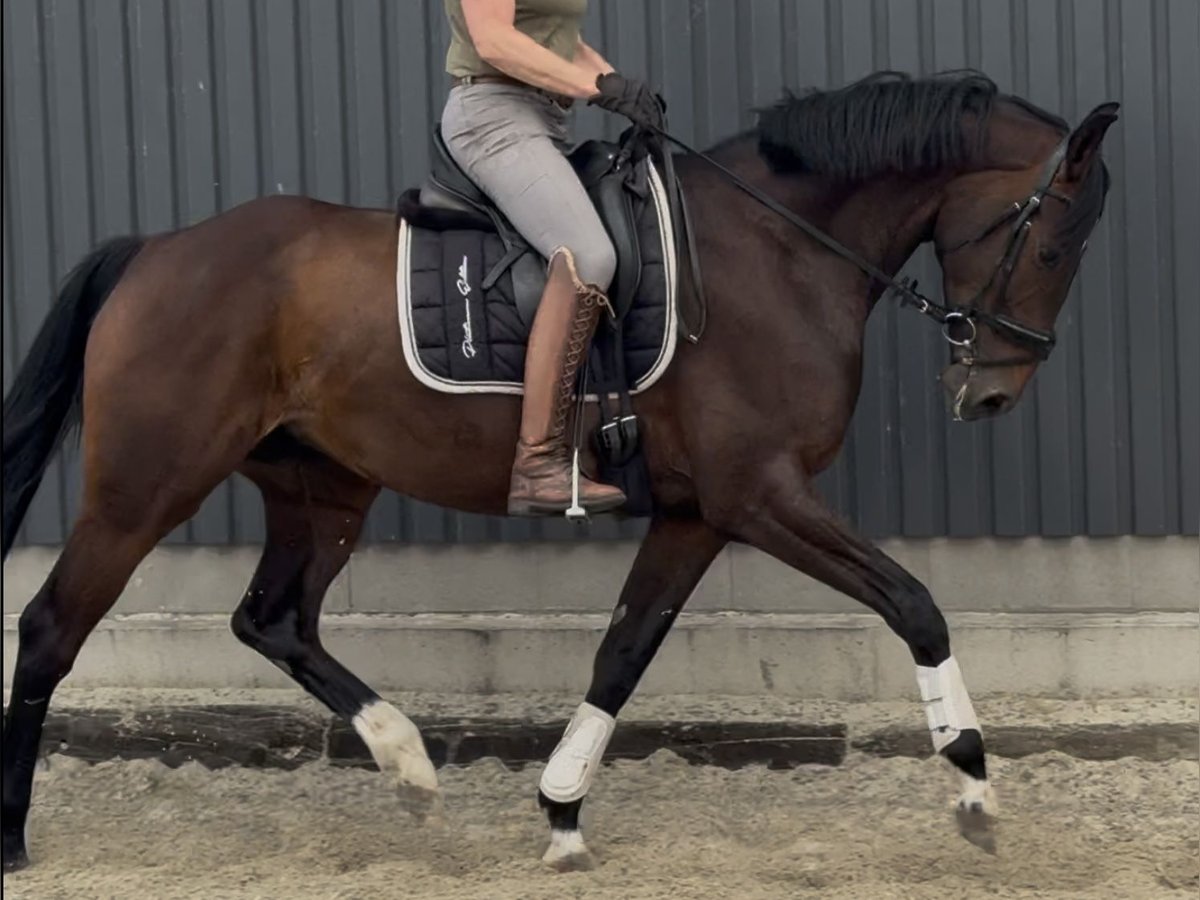 Hannoveriano Yegua 5 años 169 cm Castaño in Velpke