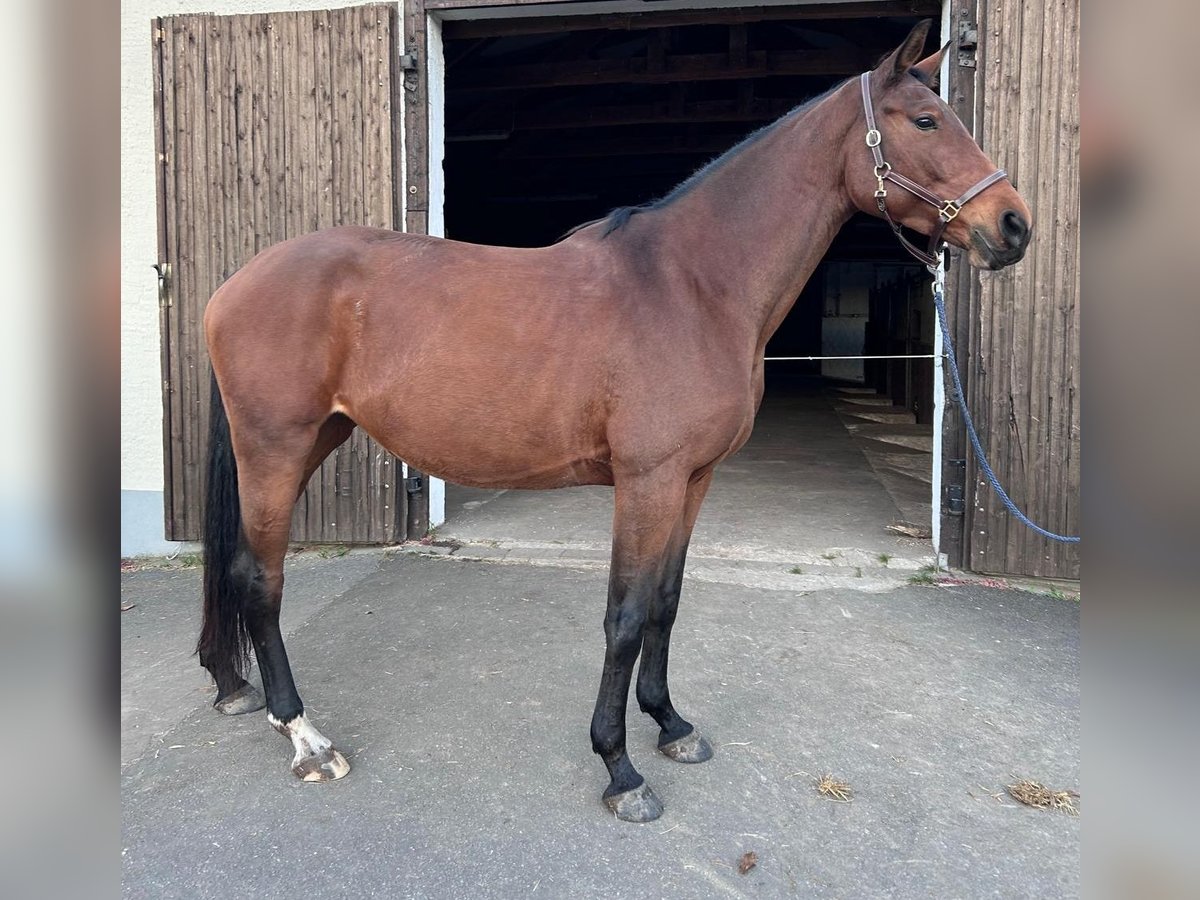 Hannoveriano Yegua 5 años 170 cm Castaño in Rodgau