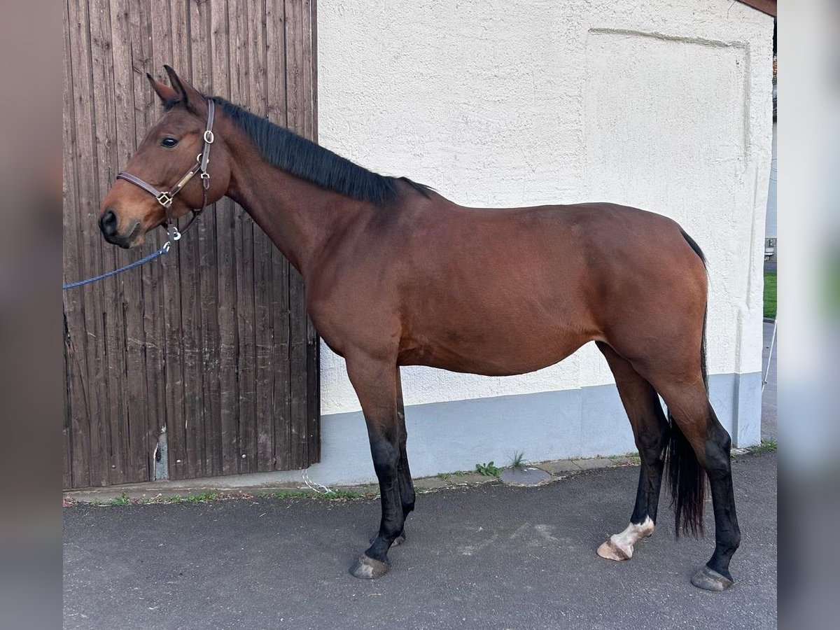 Hannoveriano Yegua 5 años 170 cm Castaño in Wolfenbüttel