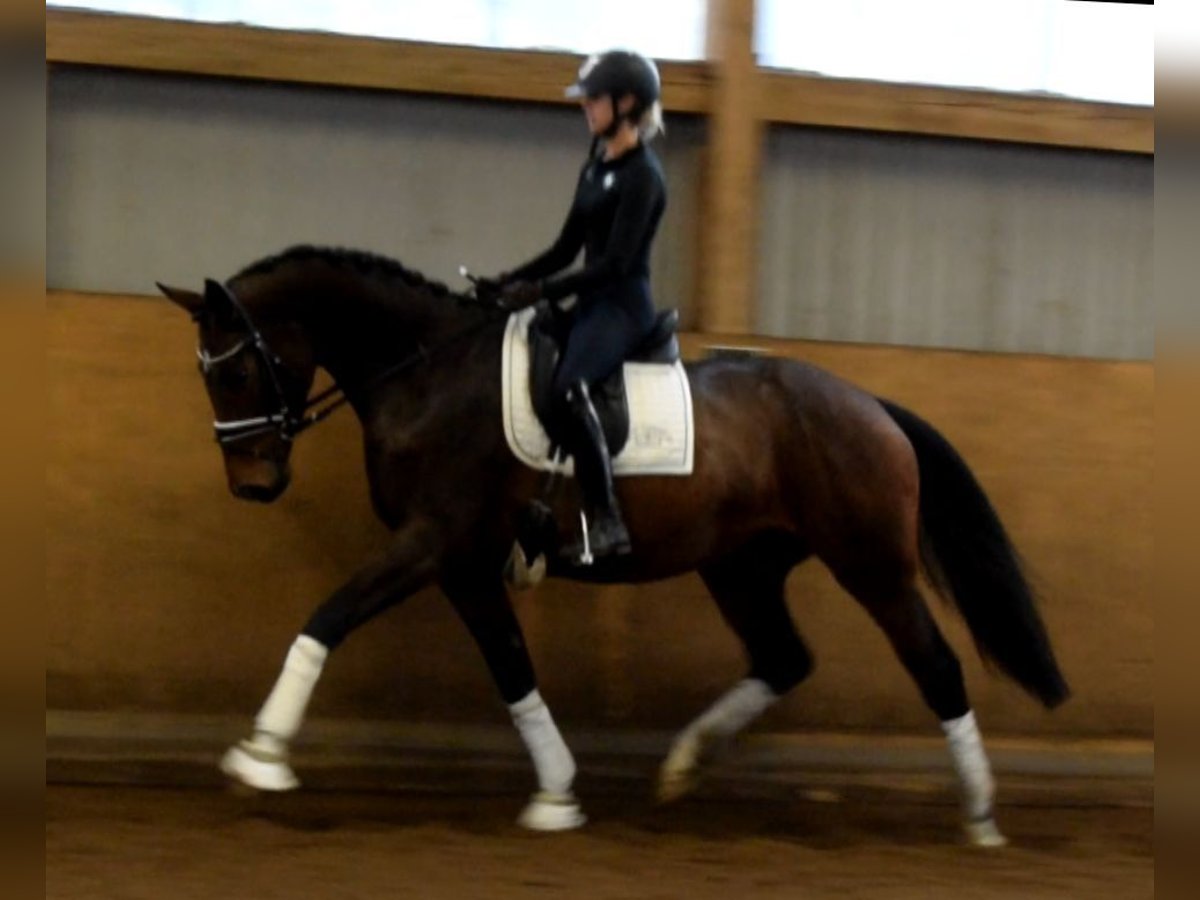 Hannoveriano Yegua 5 años 170 cm Castaño in Fredenbeck