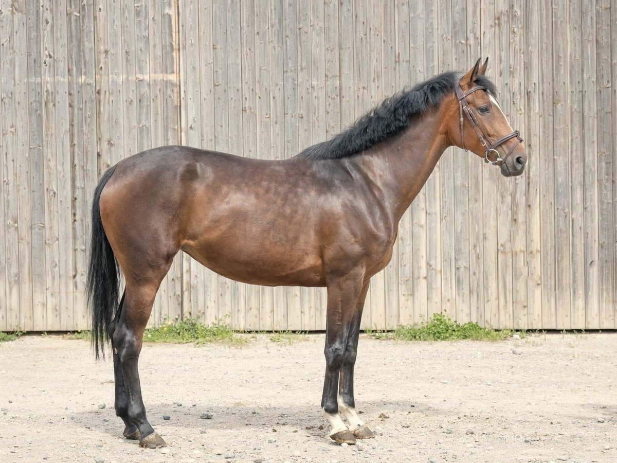 Hannoveriano Yegua 5 años 170 cm Castaño in Langelsheim