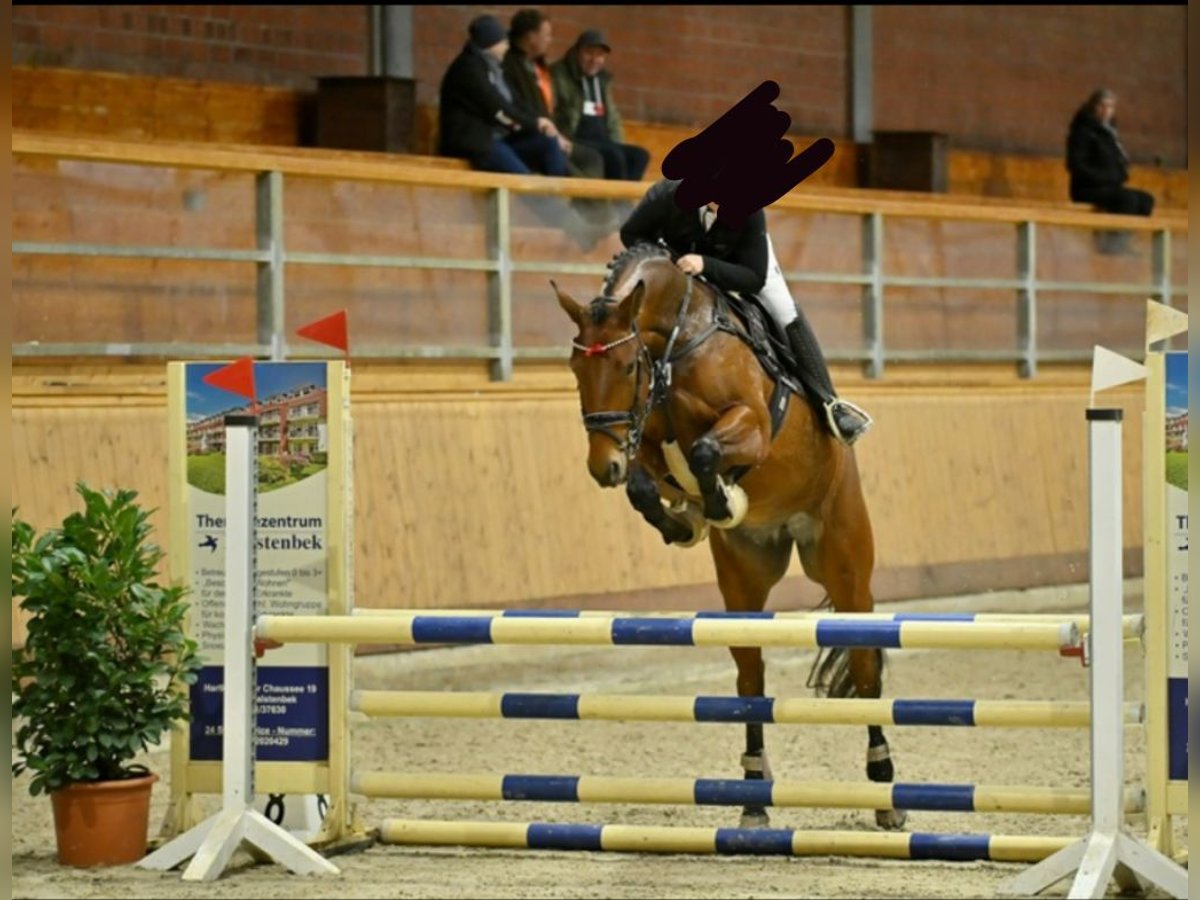 Hannoveriano Yegua 5 años 170 cm Castaño in Hamburg