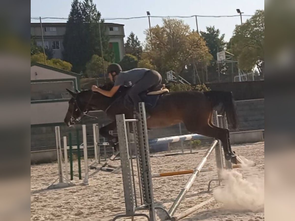 Hannoveriano Yegua 5 años 174 cm Castaño claro in Vigo