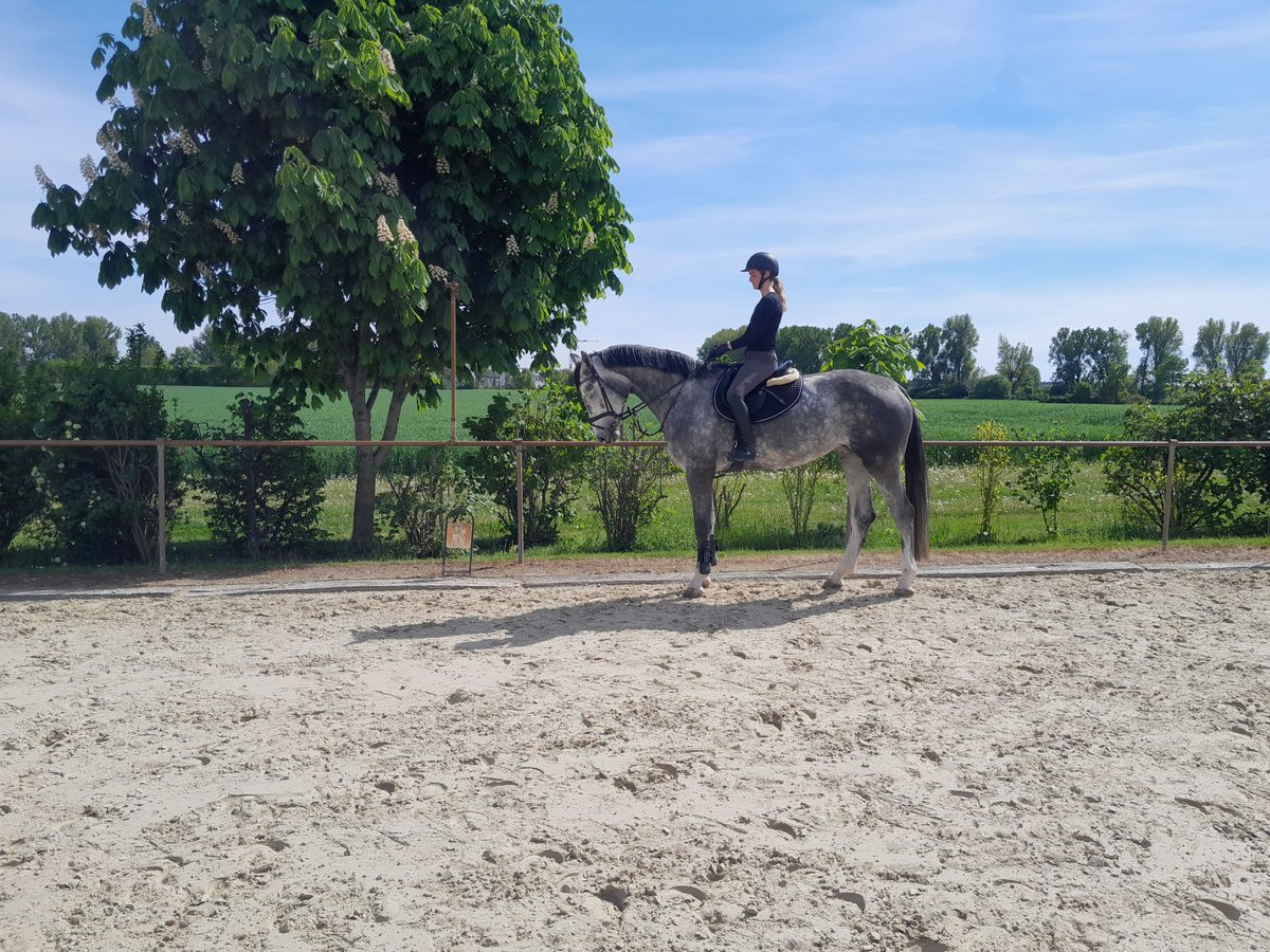 Hannoveriano Yegua 5 años 175 cm in Hockenheim