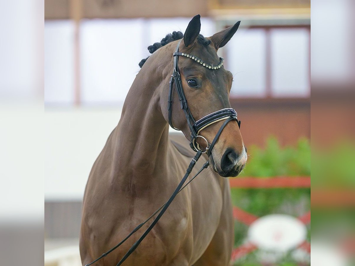 Hannoveriano Yegua 5 años Castaño in Münster-Handorf