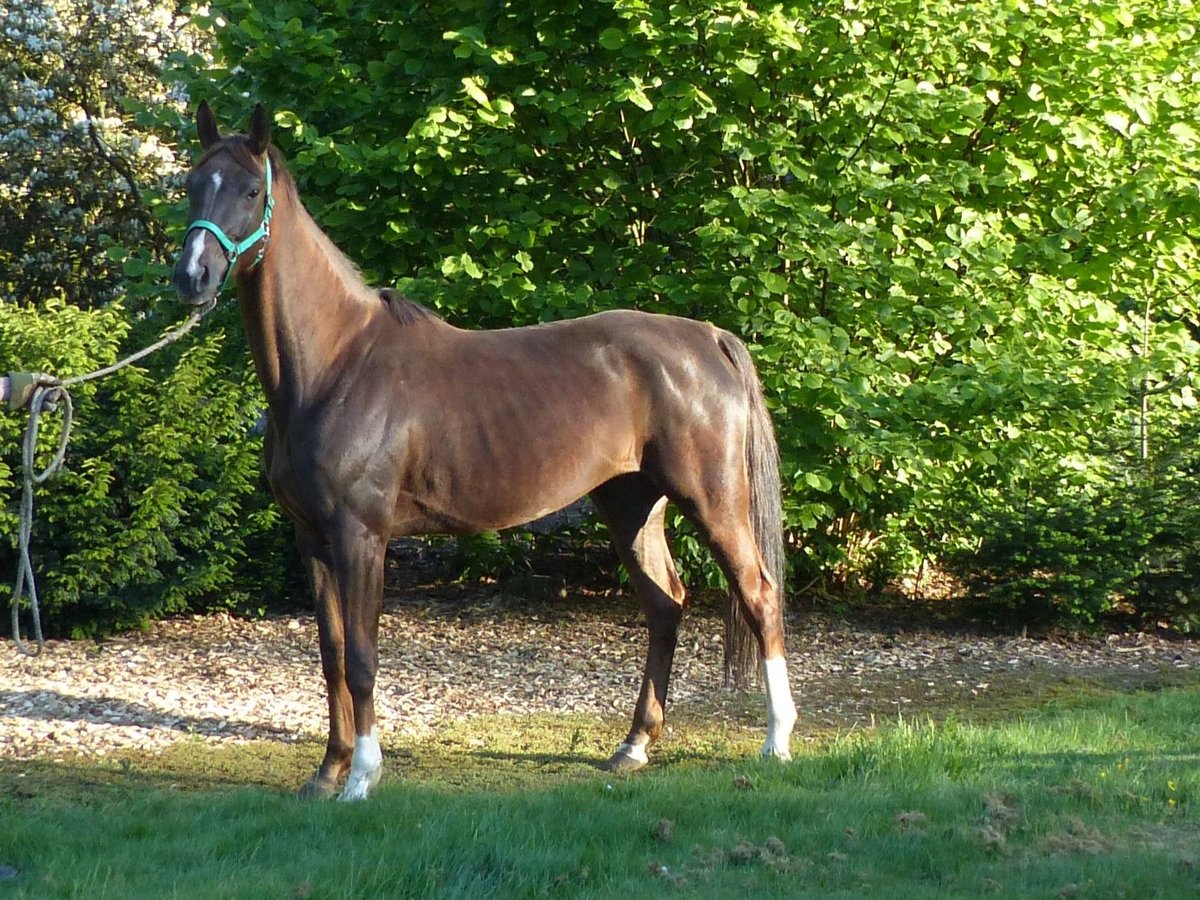 Hannoveriano Yegua 6 años 162 cm Alazán-tostado in Reessum