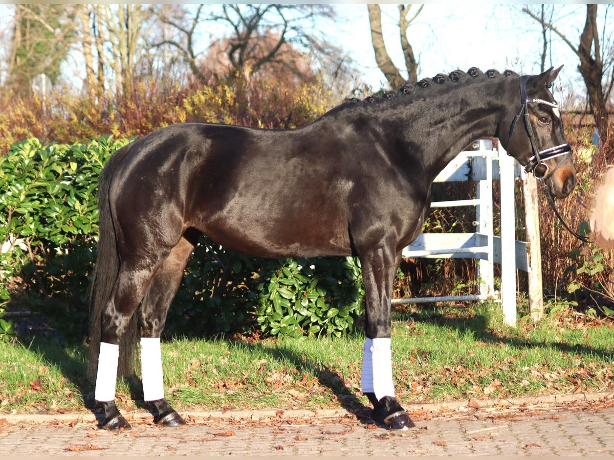 Hannoveriano Yegua 6 años 162 cm Castaño oscuro in Selsingen