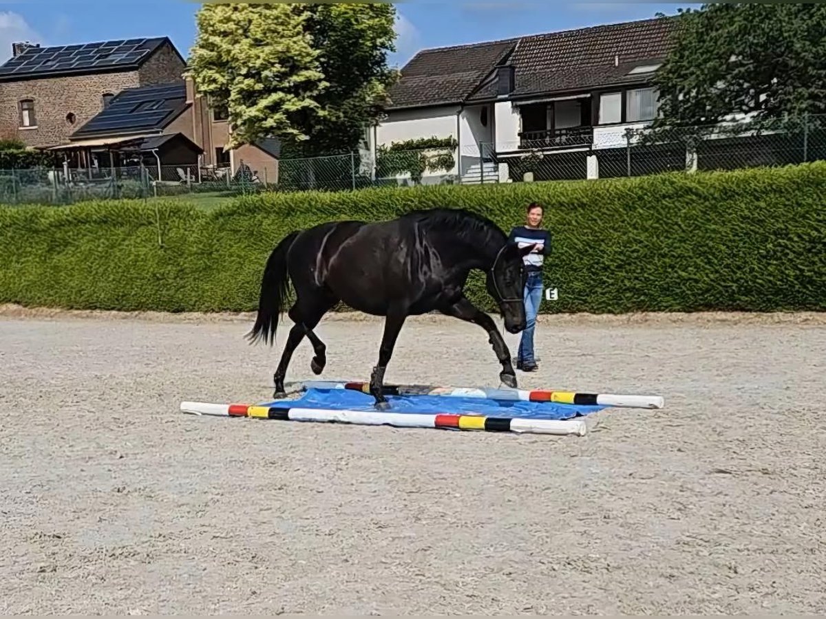 Hannoveriano Yegua 6 años 163 cm Negro in Floriffoux