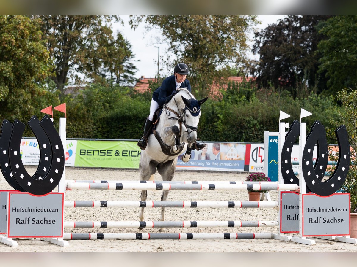 Hannoveriano Yegua 6 años 165 cm Tordo in Wedemark