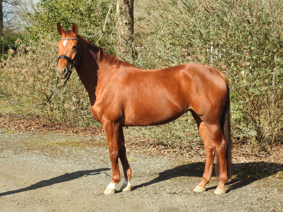Hannoveriano Yegua 6 años 166 cm Alazán in Worpswede