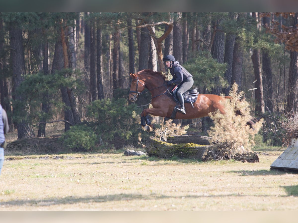 Hannoveriano Yegua 6 años 167 cm Alazán in Gorleben Meetschow