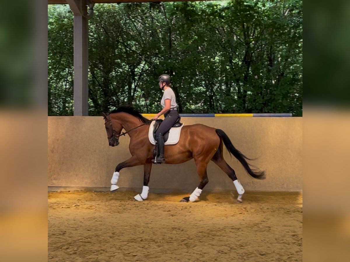 Hannoveriano Yegua 6 años 170 cm Castaño in Bonn