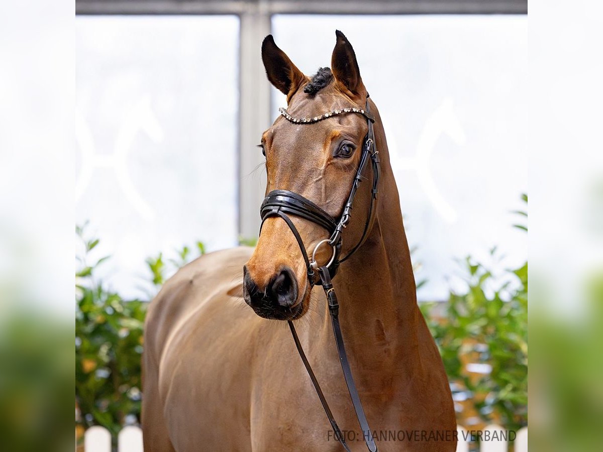 Hannoveriano Yegua 6 años 171 cm Castaño oscuro in Verden