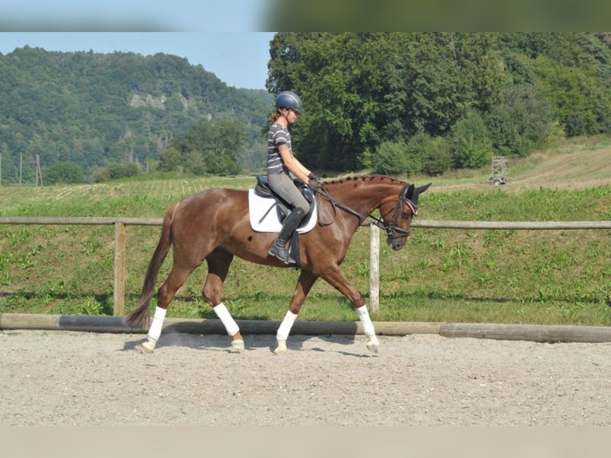 Hannoveriano Yegua 6 años 172 cm Alazán in Wellheim