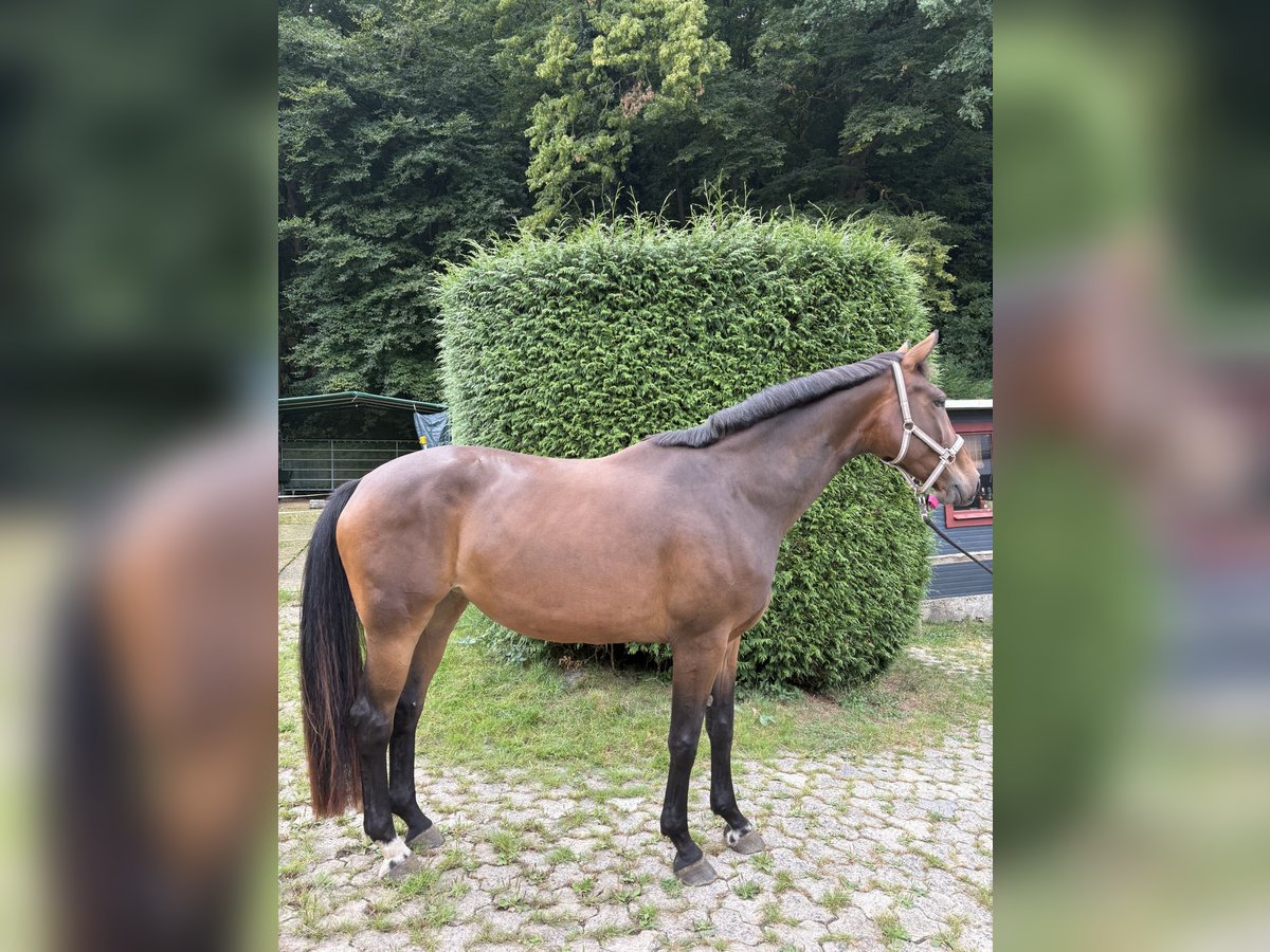 Hannoveriano Yegua 6 años 174 cm Castaño in WetzlarWetzlar