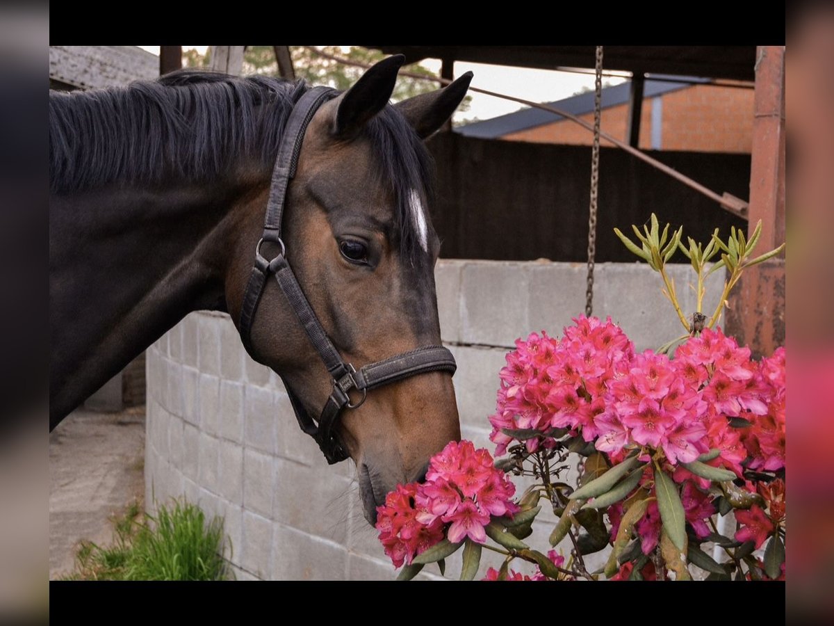 Hannoveriano Yegua 7 años 165 cm Castaño oscuro in Issum