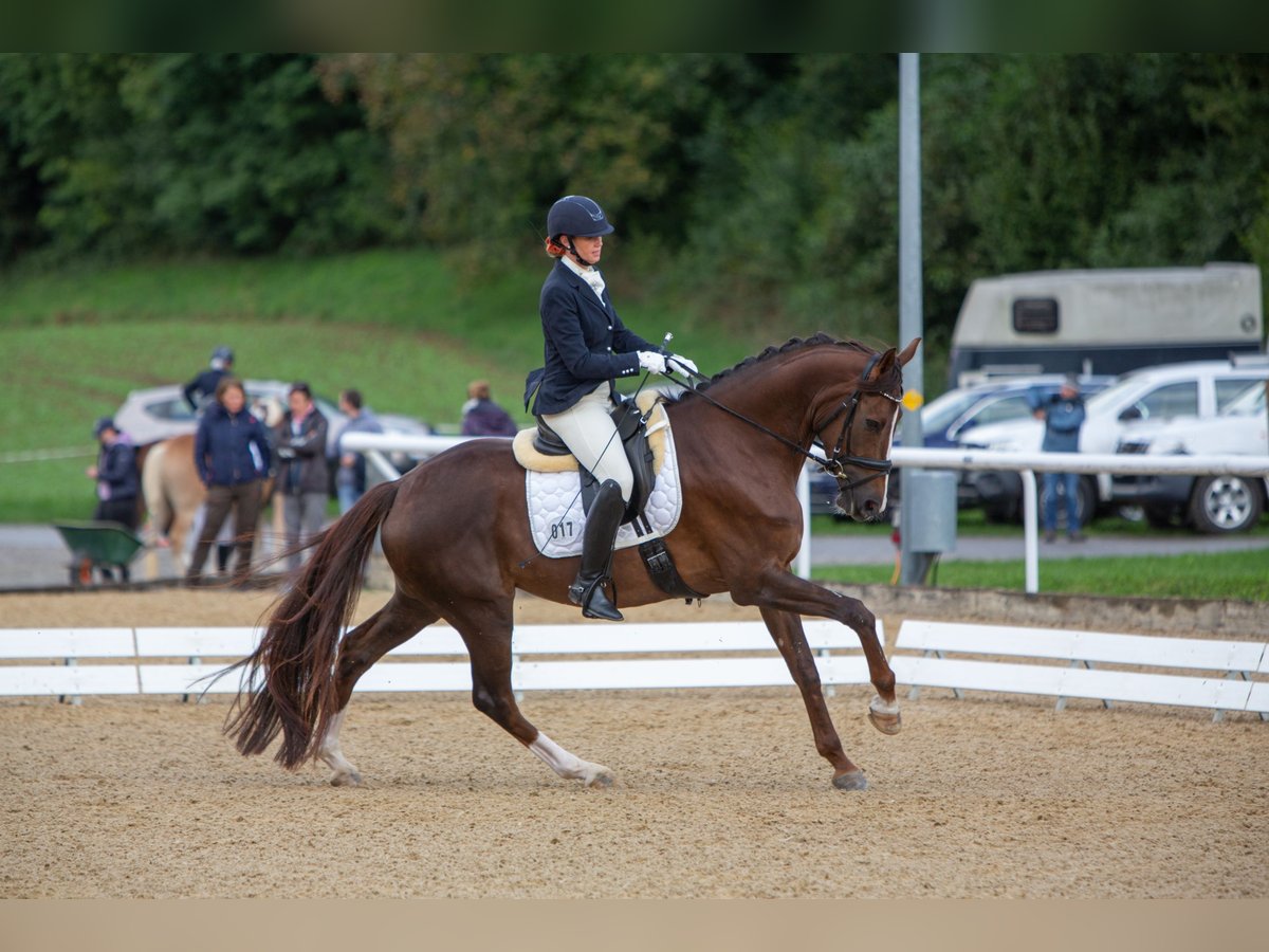 Hannoveriano Yegua 7 años 170 cm Alazán-tostado in Luzern