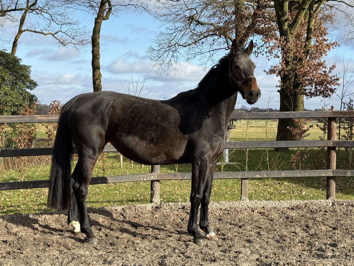 Hannoveriano Yegua 7 años 170 cm Castaño oscuro in GROTE-BROGEL