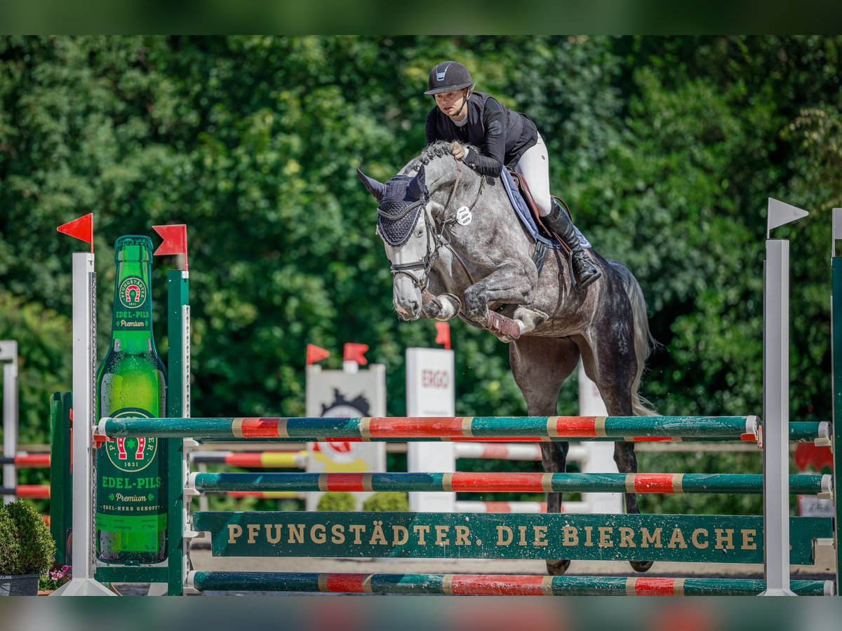 Hannoveriano Yegua 7 años 172 cm Tordo rodado in Wächtersbach