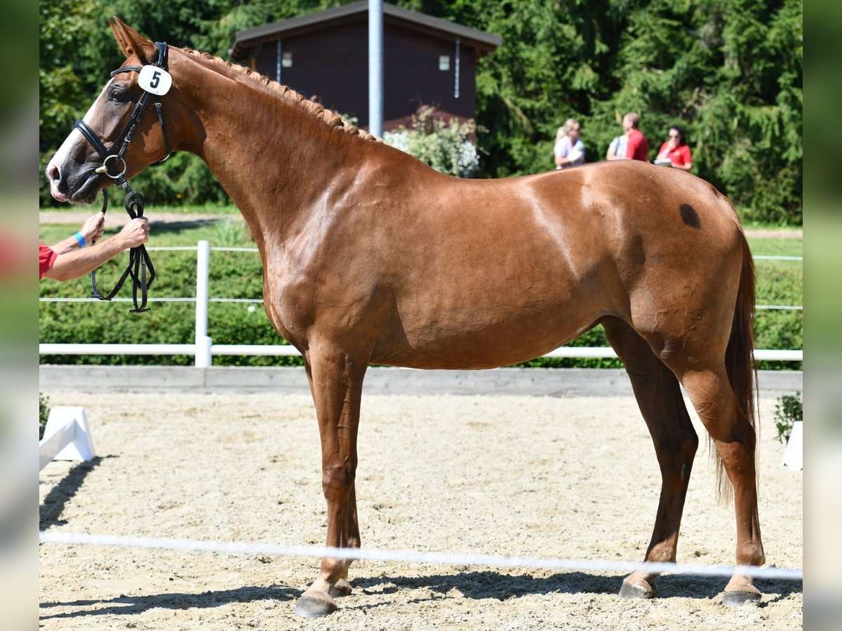 Hannoveriano Yegua 7 años 175 cm Alazán-tostado in Pöllau