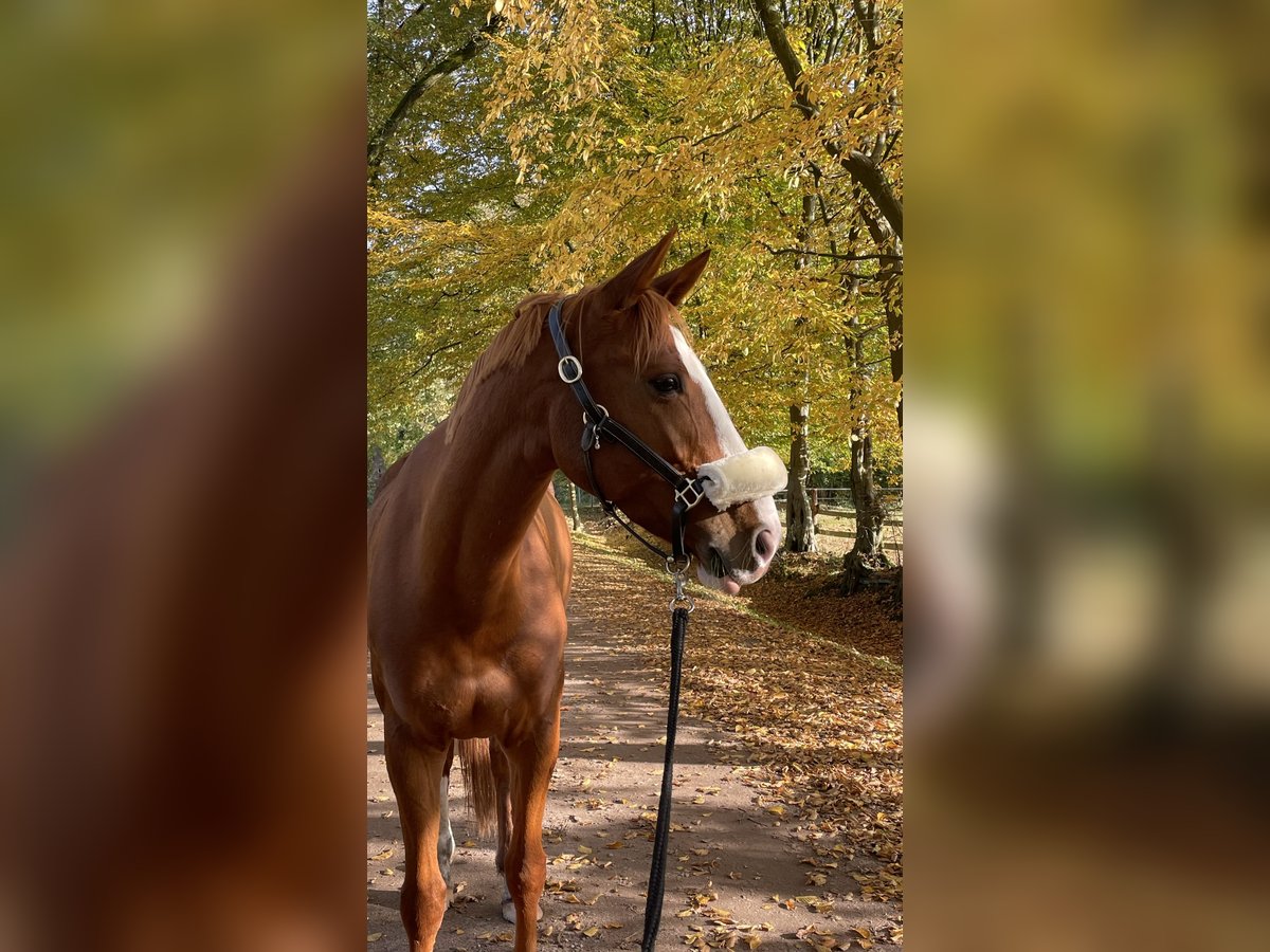 Hannoveriano Yegua 8 años 160 cm Alazán in Hamburg