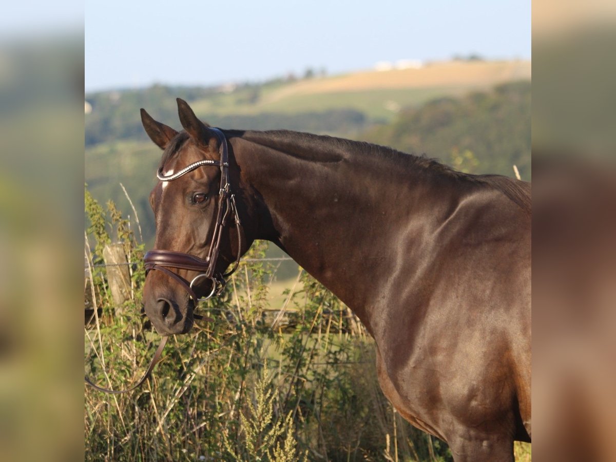 Hannoveriano Yegua 8 años 165 cm Castaño oscuro in GROTE-BROGEL