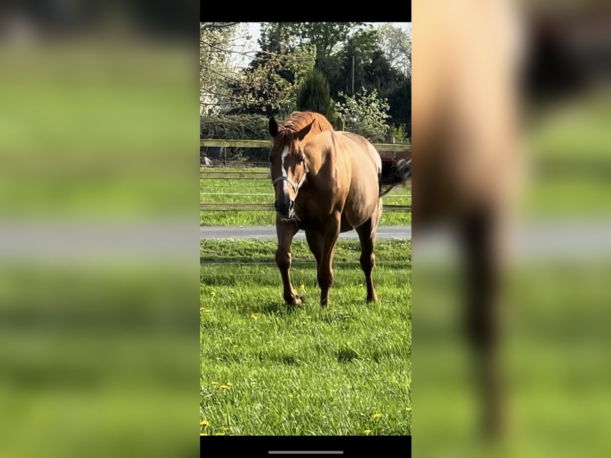 Hannoveriano Yegua 8 años 168 cm Alazán-tostado in Langwedel