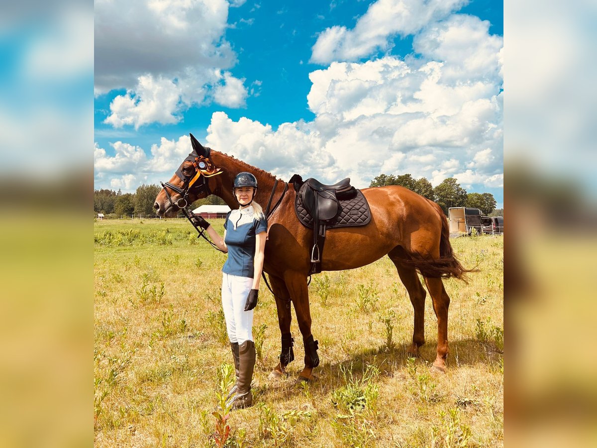Hannoveriano Yegua 8 años 170 cm Alazán in Pori