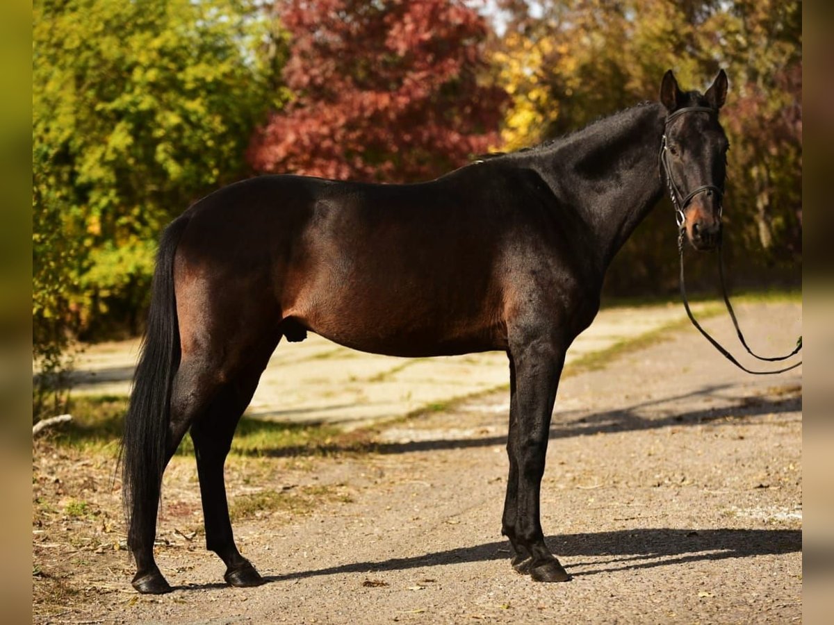 Hannoveriano Yegua 8 años 170 cm Castaño oscuro in Debrecen