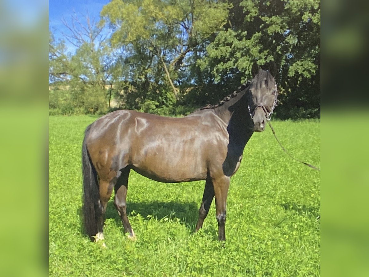 Hannoveriano Yegua 9 años 148 cm Castaño oscuro in Weimar