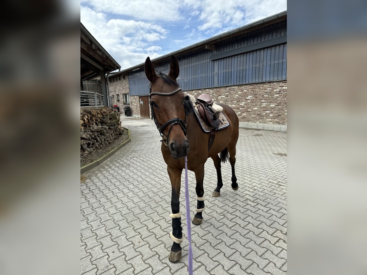 Hannoveriano Yegua 9 años 165 cm Castaño in NiederzierNiederzier