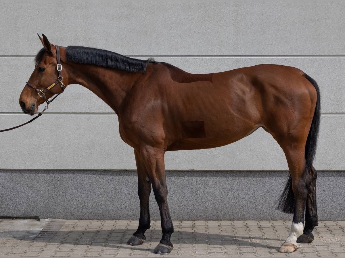 Hannoveriano Yegua 9 años 175 cm Castaño in D&#xFC;sseldorf