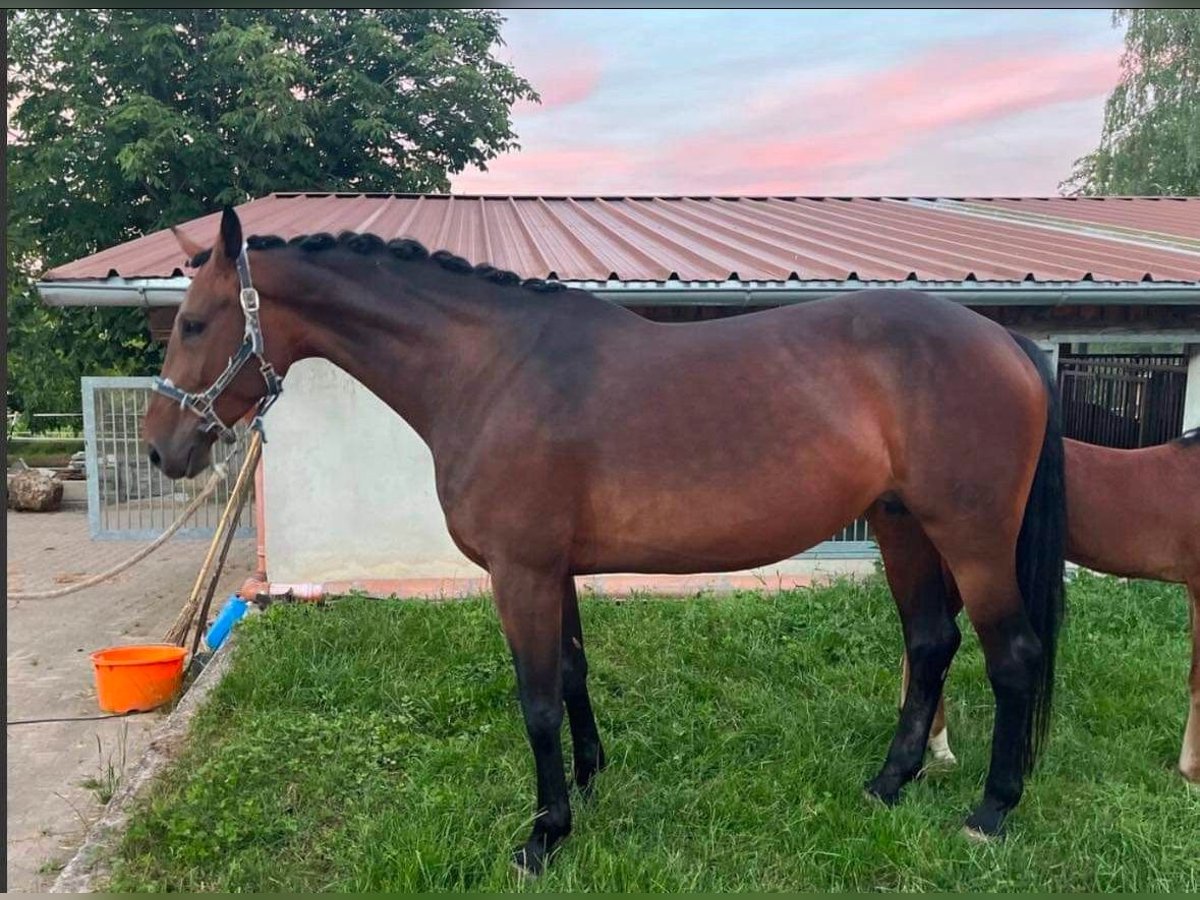 Hannoveriano Yegua 9 años Castaño in Hohenahr