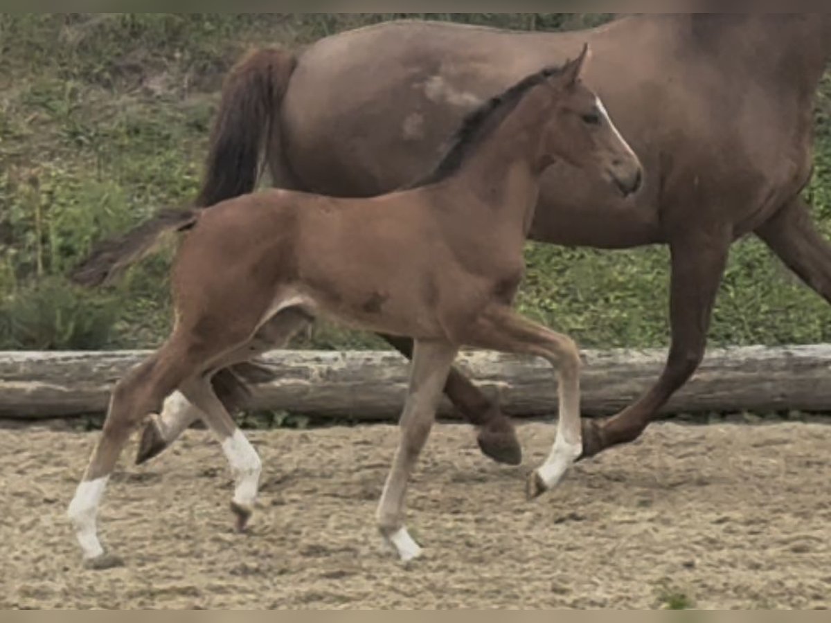 Hannoveriano Yegua 168 cm Castaño in Kirchlinteln Hannoveriano Yegua 168 cm Castaño in Kirchlinteln