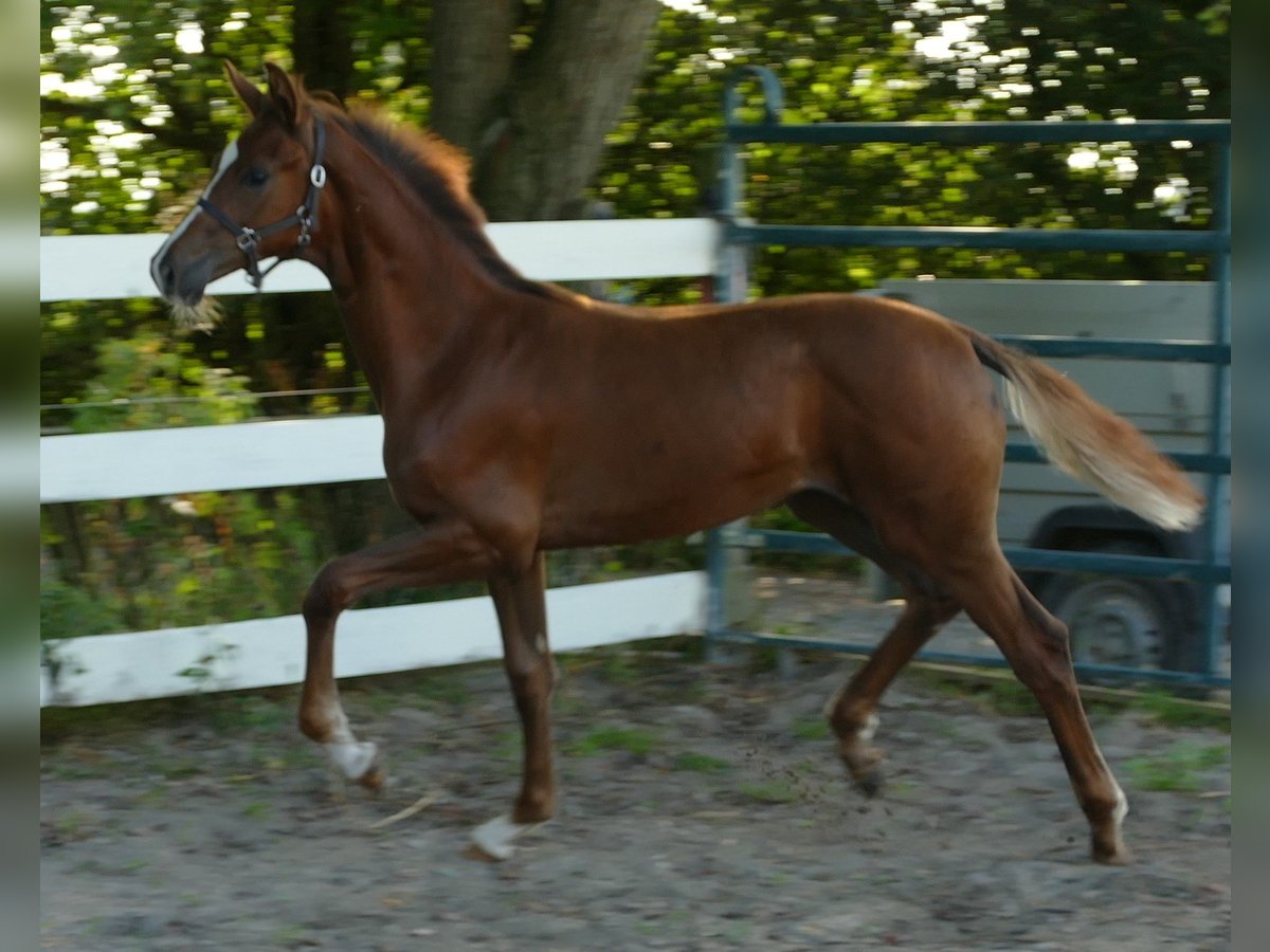 Hannoveriano Yegua Potro (03/2024) 170 cm Alazán-tostado in Greifenstein