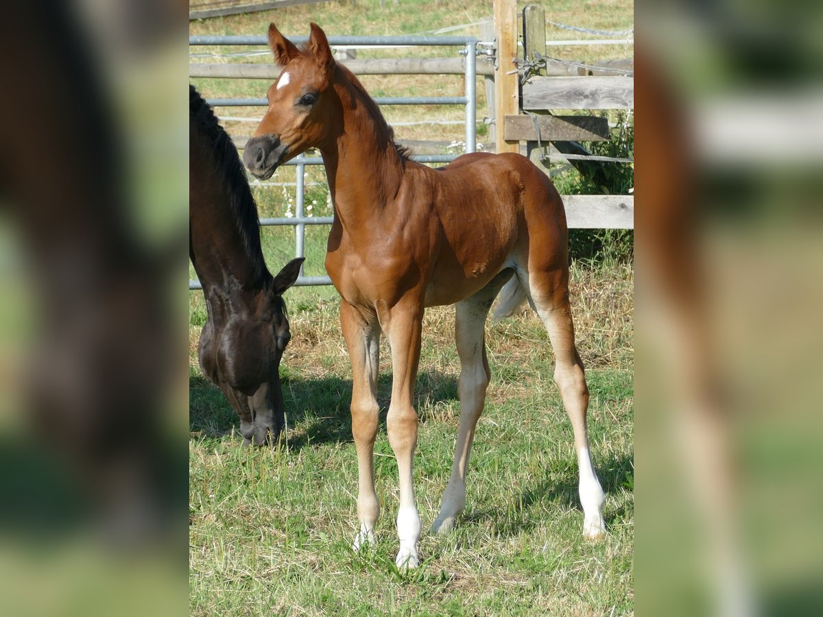 Hannoveriano Yegua Potro (06/2025) 170 cm Alazán-tostado in Greifenstein
