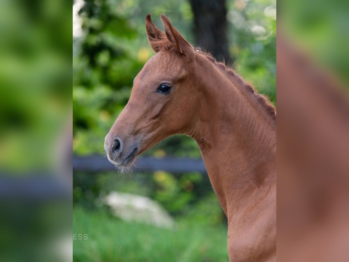 Hannoveriano Yegua Potro (05/2024) 170 cm Alazán-tostado in Gladenbach