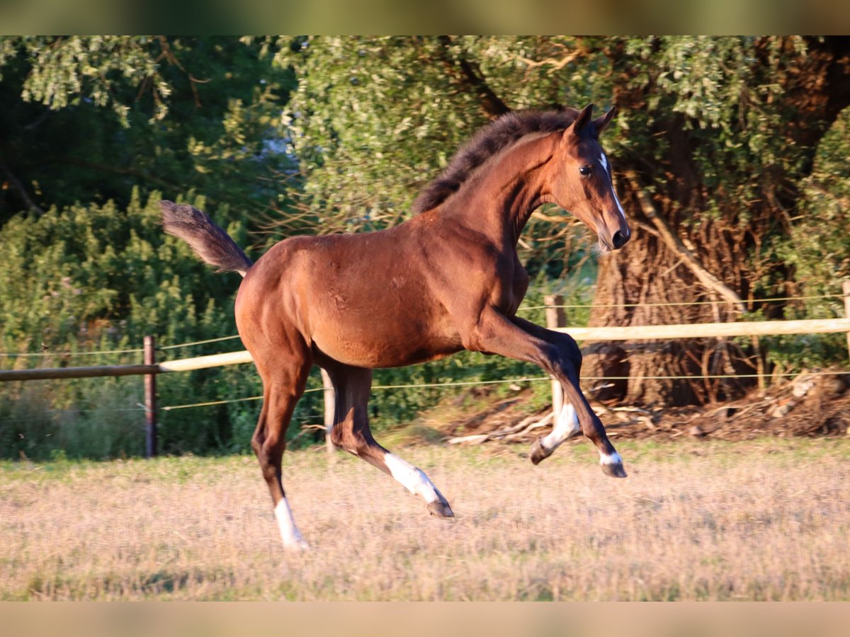 Hannoveriano Yegua Potro (03/2024) 170 cm Castaño in Rickling