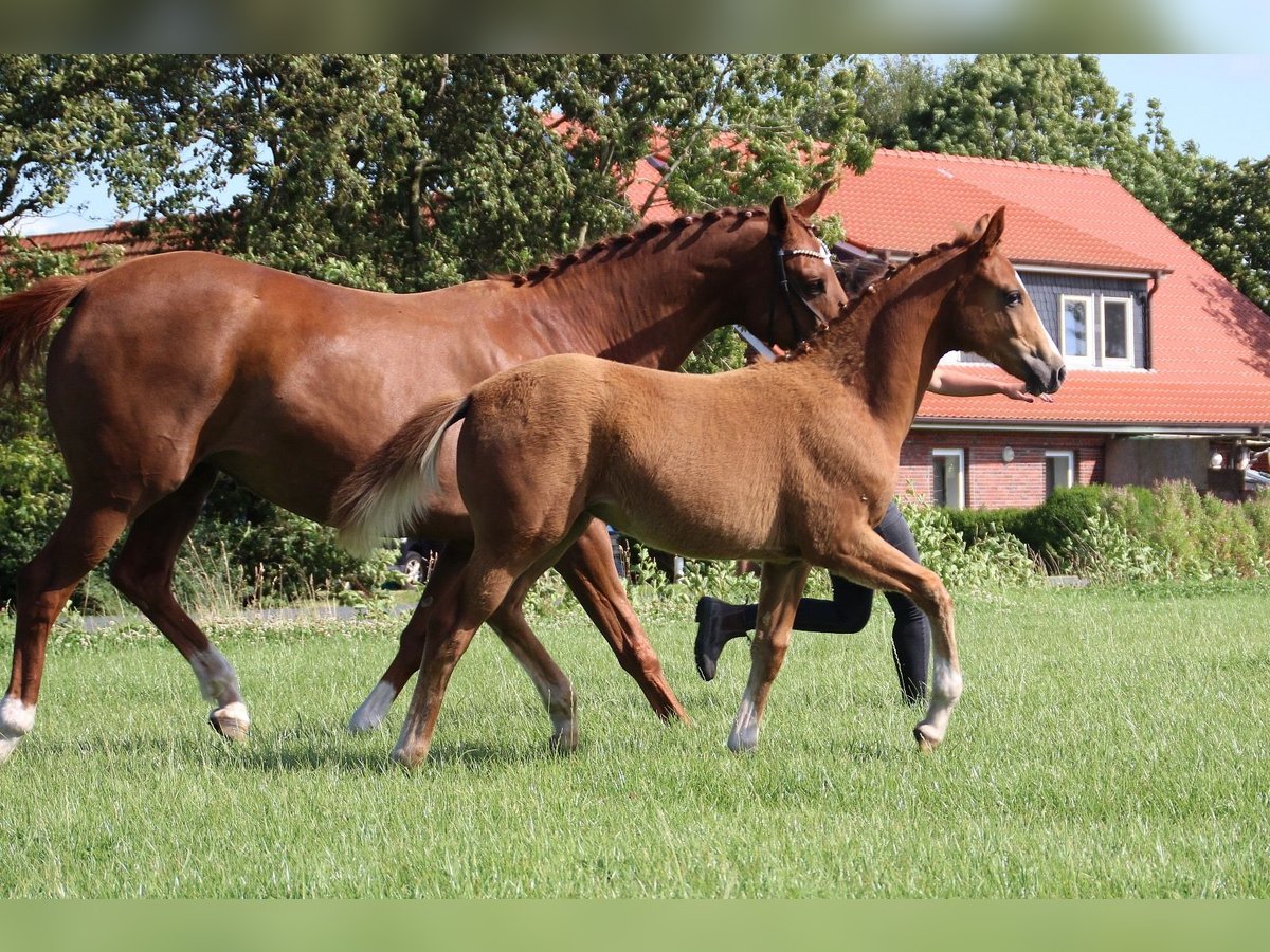 Hannoveriano Yegua Potro (04/2024) Alazán in Wangerland