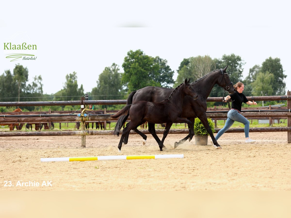 Hannoveriano Yegua Potro (03/2025) Negro in Bocholt