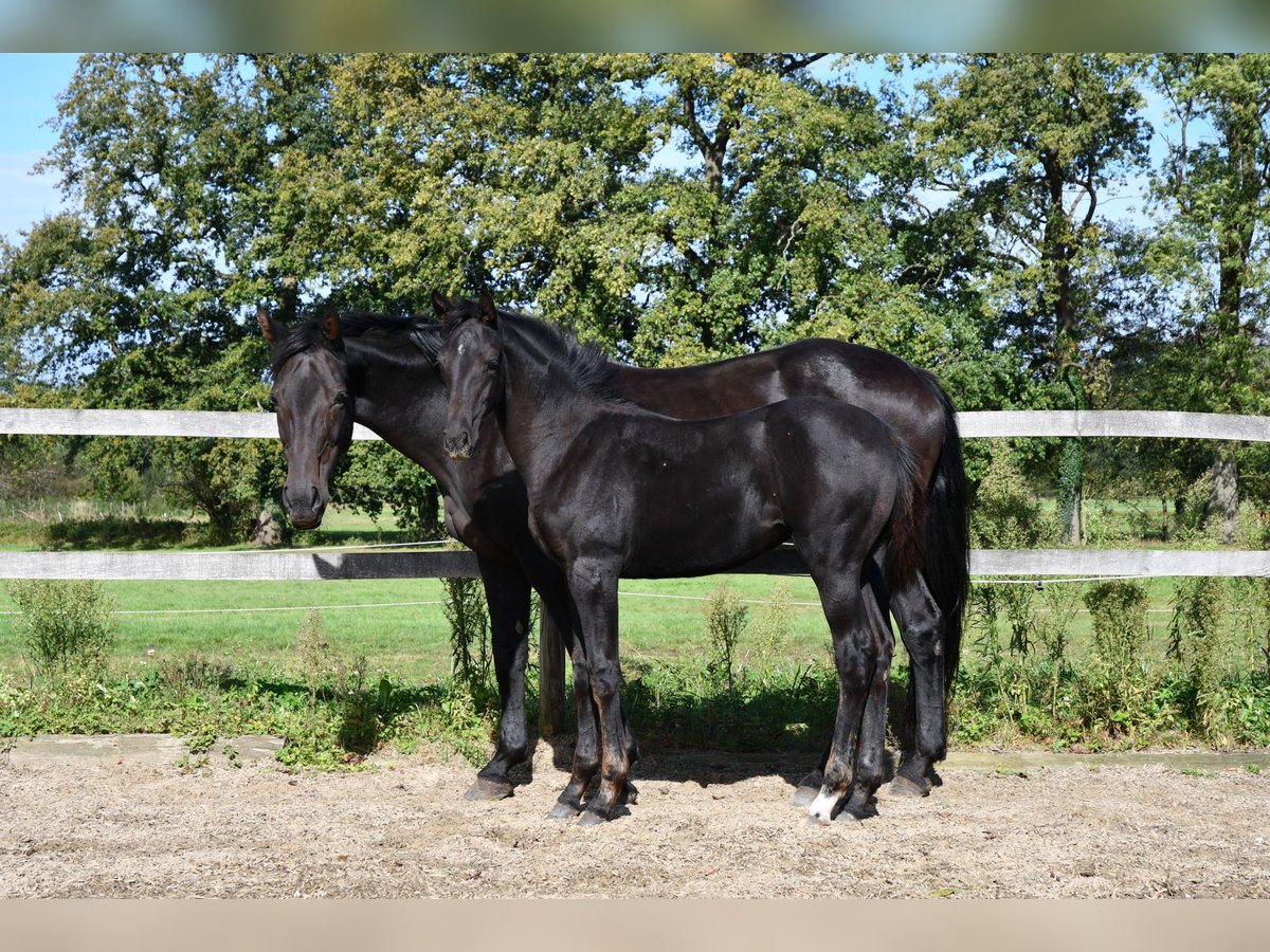 Hannoveriano Yegua Potro (05/2024) Negro in Osnabrück