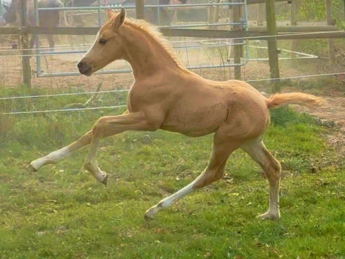 Hannoveriano Yegua Potro (03/2025) Palomino in Raddestorf