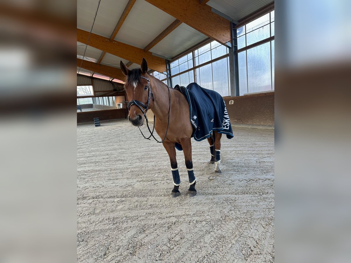 Hanoverian Gelding 10 years 16,1 hh Brown in Scharnebeck