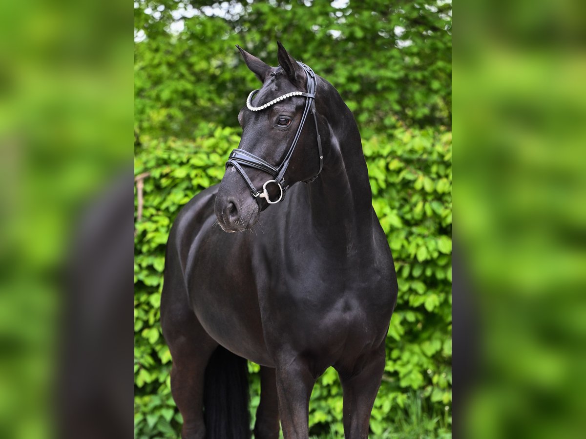 Hanoverian Gelding 10 years 16,2 hh Black in Ostrach