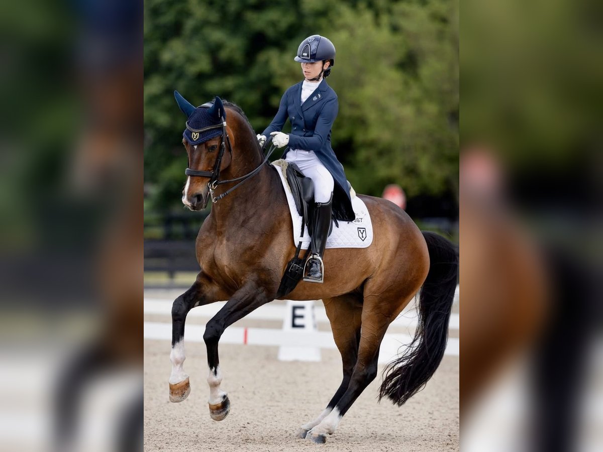 Hanoverian Gelding 10 years 16,3 hh Bay in Wellington