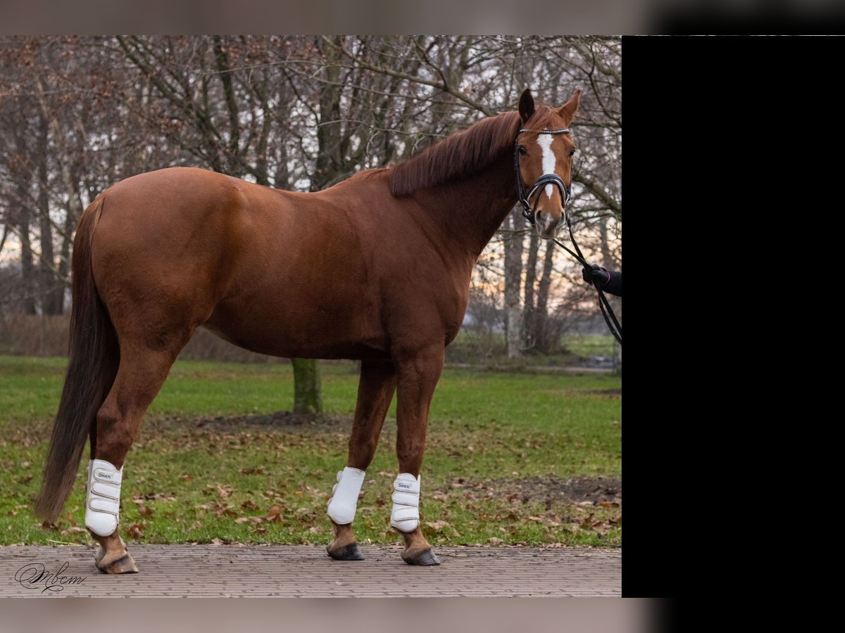 Hanoverian Gelding 10 years 16,3 hh Chestnut-Red in Grammdorf